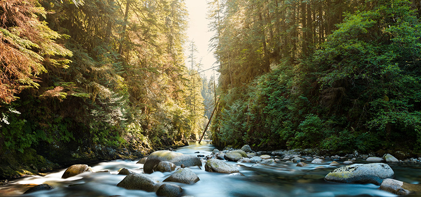 picture of a rocky river flowing through a sunlit forest